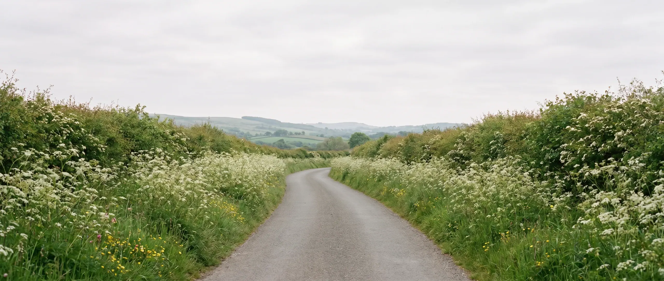 A Welsh country lane in late spring near Welshpool, with verges of flowering cow parsley and hawthorn hedgerows.